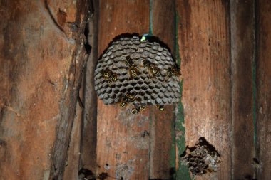 Üzerinde eşekarıları olan bir arı kovanı. Eşek arıları polisi. Yakından çekilen bir eşek arısı ailesinin yuvası.