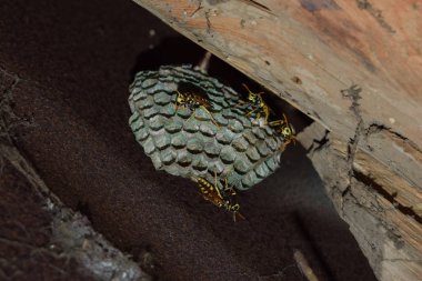 Üzerinde eşekarıları olan bir arı kovanı. Eşek arıları polisi. Yakından çekilen bir eşek arısı ailesinin yuvası.
