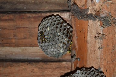 Üzerinde eşekarıları olan bir arı kovanı. Eşek arıları polisi. Yakından çekilen bir eşek arısı ailesinin yuvası.