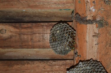 Eşekarısı yuvası üzerine oturan Yaban arıları ile.