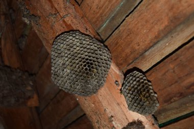 Üzerinde eşekarıları olan bir arı kovanı. Eşek arıları polisi. Yakından çekilen bir eşek arısı ailesinin yuvası.
