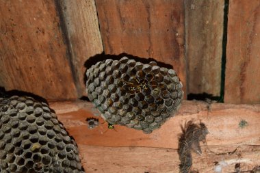 Üzerinde eşekarıları olan bir arı kovanı. Eşek arıları polisi. Yakından çekilen bir eşek arısı ailesinin yuvası.
