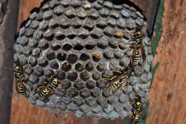 Eşekarısı yuvası üzerine oturan Yaban arıları ile.