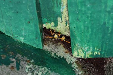 Erkek eşek arıları barınaktan dışarı bakıyor..