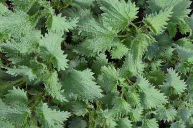 Bahçede Genç ısırgan