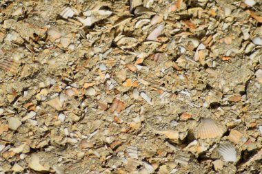 Çimento bir kabuk kayadan arka plan.