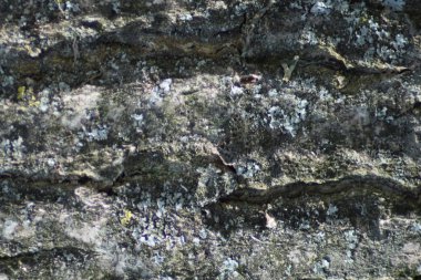 Kavak kabuk arka plan