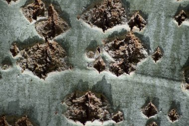 Kavak kabuk arka plan