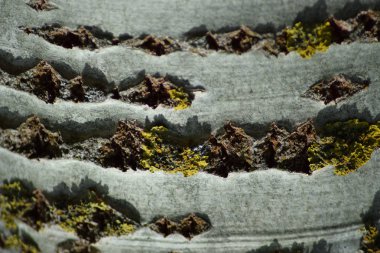 Kavak kabuk arka plan