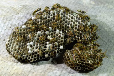 Üzerinde eşekarıları olan bir arı kovanı. Eşek arıları polisi. Yakından çekilen bir eşek arısı ailesinin yuvası.