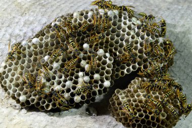 Üzerinde eşekarıları olan bir arı kovanı. Eşek arıları polisi. Yakından çekilen bir eşek arısı ailesinin yuvası.