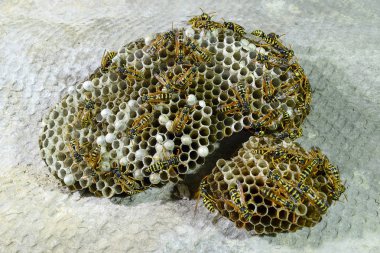 Eşekarısı yuvası üzerine oturan Yaban arıları ile.