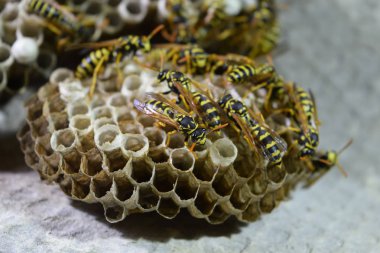Üzerinde eşekarıları olan bir arı kovanı. Eşek arıları polisi. Yakından çekilen bir eşek arısı ailesinin yuvası.
