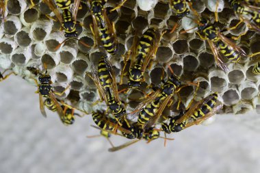 Üzerinde eşekarıları olan bir arı kovanı. Eşek arıları polisi. Yakından çekilen bir eşek arısı ailesinin yuvası.