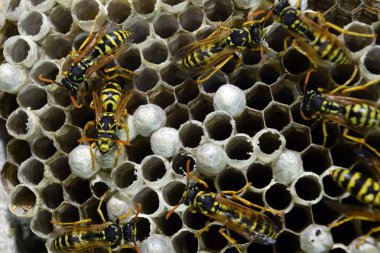 Eşekarısı yuvası üzerine oturan Yaban arıları ile.