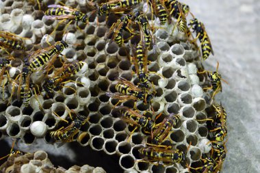 Üzerinde eşekarıları olan bir arı kovanı. Eşek arıları polisi. Yakından çekilen bir eşek arısı ailesinin yuvası.