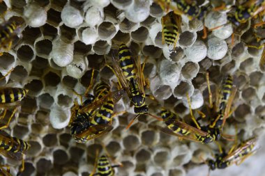 Vespiary. Eşek arıları polist. Yakın çekim yapılan eşek arıları ailesinin yuvası.