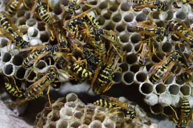 Üzerinde eşekarıları olan bir arı kovanı. Eşek arıları polisi. Yakından çekilen bir eşek arısı ailesinin yuvası.