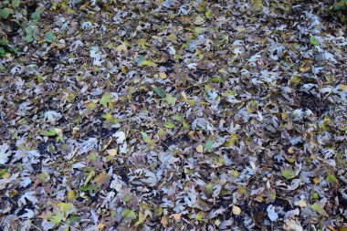 Yaprakları yere sarıdır. Sonbahar yaprak Güz