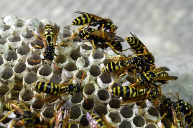 Üzerinde eşekarıları olan bir arı kovanı. Eşek arıları polisi. Yakından çekilen bir eşek arısı ailesinin yuvası.
