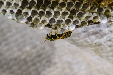 Üzerinde eşekarıları olan bir arı kovanı. Eşek arıları polisi. Yakından çekilen bir eşek arısı ailesinin yuvası.