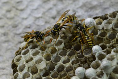 Üzerinde eşekarıları olan bir arı kovanı. Eşek arıları polisi. Yakından çekilen bir eşek arısı ailesinin yuvası.