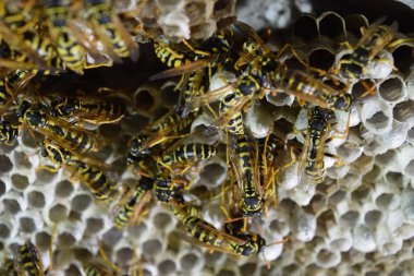 Üzerinde eşek arıları olan eşek arısı yuvası. Eşek arıları polist. Bir yuva