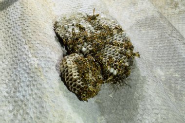 Üzerinde eşekarıları olan bir arı kovanı. Eşek arıları polisi. Yakından çekilen bir eşek arısı ailesinin yuvası.