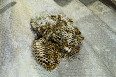 Üzerinde eşekarıları olan bir arı kovanı. Eşek arıları polisi. Yakından çekilen bir eşek arısı ailesinin yuvası.