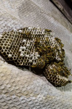 Eşekarısı yuvası üzerine oturan Yaban arıları ile.