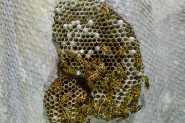 Eşekarısı yuvası üzerine oturan Yaban arıları ile.