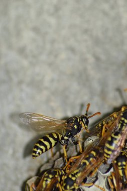 Üzerinde eşekarıları olan bir arı kovanı. Eşek arıları polisi. Yakından çekilen bir eşek arısı ailesinin yuvası.