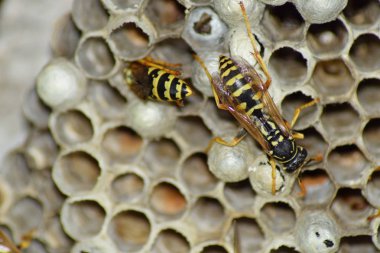 Üzerinde eşek arıları olan eşek arısı yuvası. Eşek arıları polist. Bir yuva