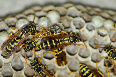 Eşekarısı yuvası üzerine oturan Yaban arıları ile.