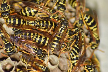 Üzerinde eşekarıları olan bir arı kovanı. Eşek arıları polisi. Yakından çekilen bir eşek arısı ailesinin yuvası.