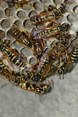 Üzerinde eşekarıları olan bir arı kovanı. Eşek arıları polisi. Yakından çekilen bir eşek arısı ailesinin yuvası.