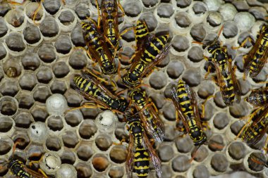 Eşekarısı yuvası üzerine oturan Yaban arıları ile.