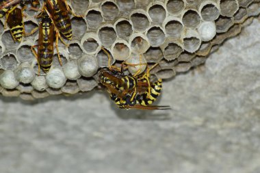 Üzerinde eşek arıları olan eşek arısı yuvası. Eşek arıları polist. Bir yuva