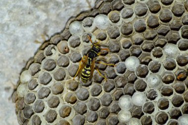 Eşekarısı yuvası üzerine oturan Yaban arıları ile.