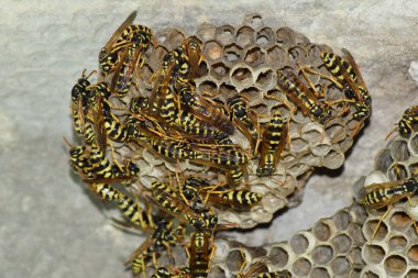 Üzerinde eşek arıları olan eşek arısı yuvası. Eşek arıları polist. Bir yuva