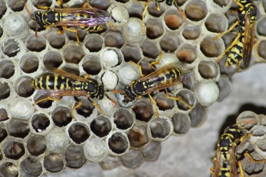 Üzerinde eşekarıları olan bir arı kovanı. Eşek arıları polisi. Yakından çekilen bir eşek arısı ailesinin yuvası.