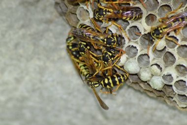 Üzerinde eşek arıları olan eşek arısı yuvası. Eşek arıları polist. Bir yuva