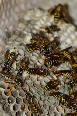 Eşekarısı yuvası üzerine oturan Yaban arıları ile.