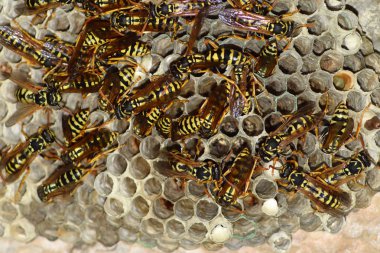 Eşekarısı yuvası üzerine oturan Yaban arıları ile.