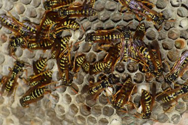 Eşekarısı yuvası üzerine oturan Yaban arıları ile.