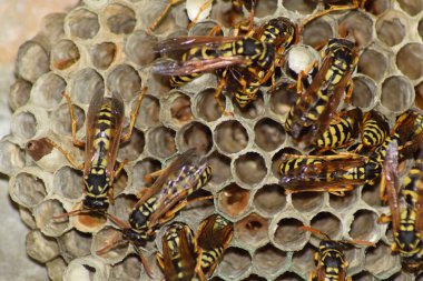 Üzerinde eşek arıları olan eşek arısı yuvası. Eşek arıları polist. Bir yuva