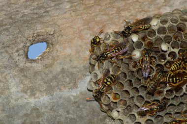 Üzerinde eşek arıları olan eşek arısı yuvası. Eşek arıları polist. Bir yuva