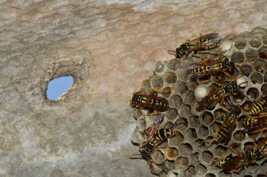 Üzerinde eşek arıları olan eşek arısı yuvası. Eşek arıları polist. Bir yuva