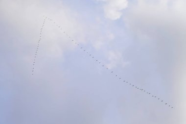 Güneye uçtuğu bir kaz kama