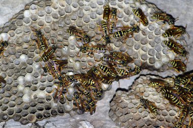 Üzerinde eşekarıları olan bir arı kovanı. Eşek arıları polisi. Yakından çekilen bir eşek arısı ailesinin yuvası.